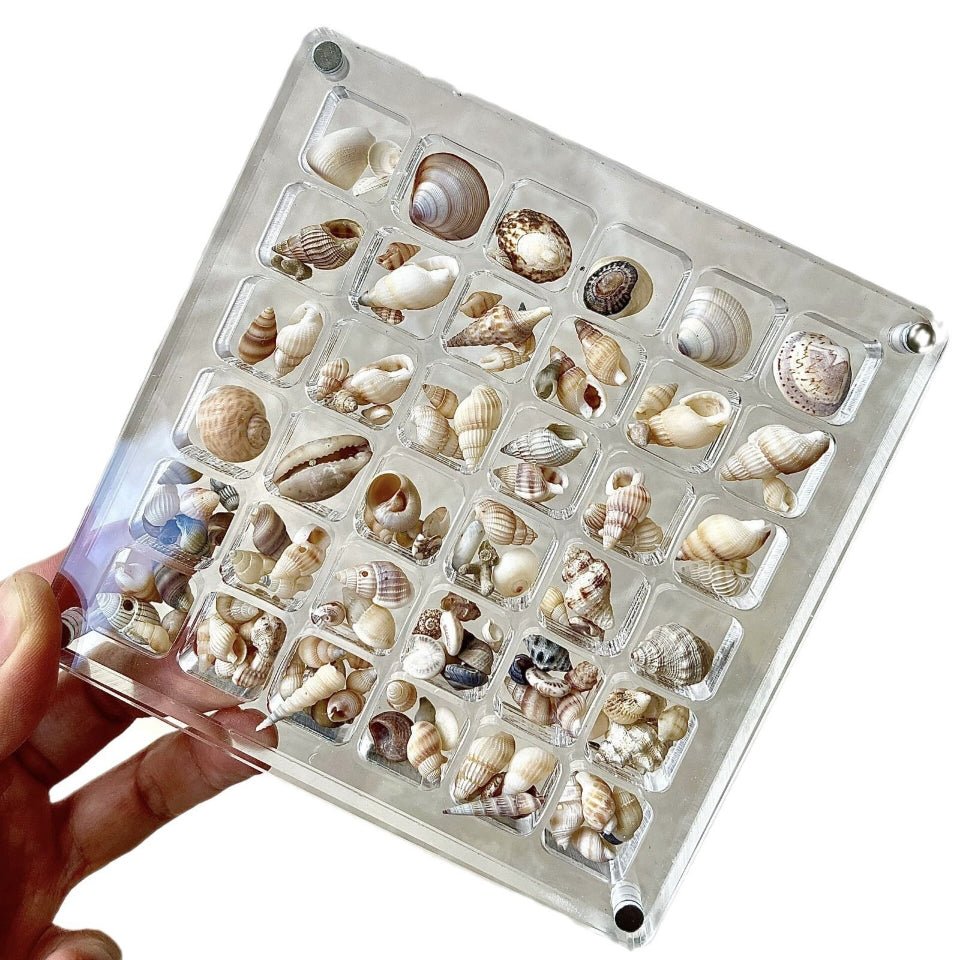 Acrylic Magnetic Seashell Display Box, 36/64/100 Grids Seashell Display Box - Corner Cutie